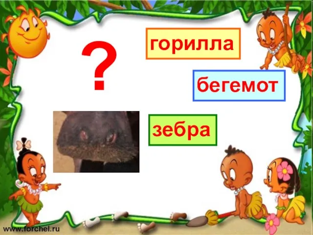 горилла зебра бегемот ?