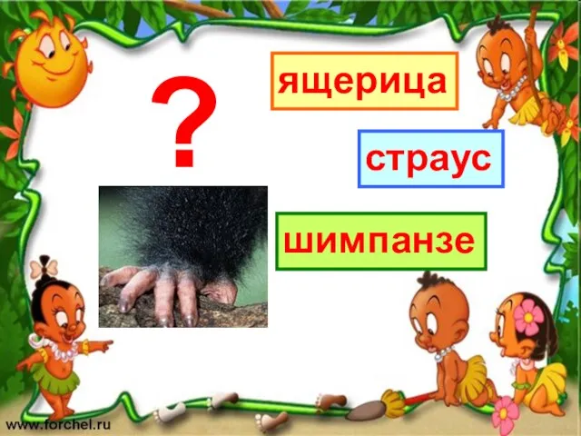 ящерица шимпанзе страус ?