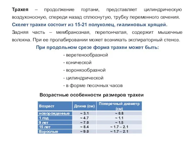 Трахея – продолжение гортани, представляет цилиндрическую воздухоносную, спереди назад сплюснутую, трубку