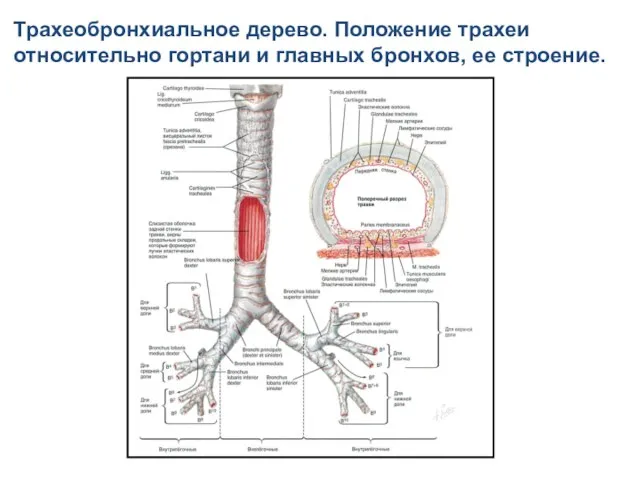 Трахеобронхиальное дерево. Положение трахеи относительно гортани и главных бронхов, ее строение.