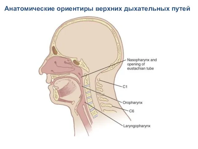 Анатомические ориентиры верхних дыхательных путей