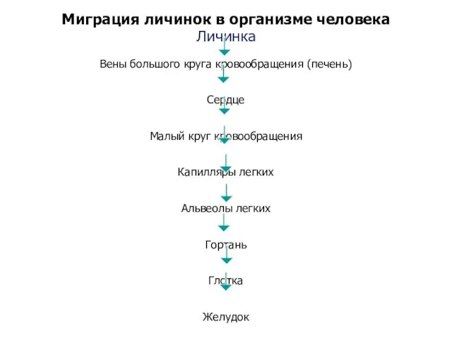 Миграция личинок в организме человека Личинка Вены большого круга кровообращения (печень)