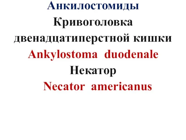 Анкилостомиды Кривоголовка двенадцатиперстной кишки Ankylostoma duodenale Некатор Necator americanus