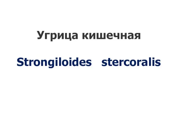 Угрица кишечная Strongiloides stercoralis