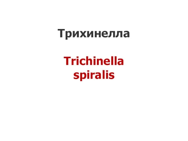 Трихинелла Trichinella spiralis