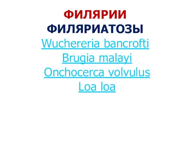 ФИЛЯРИИ ФИЛЯРИАТОЗЫ Wuchereria bancrofti Brugia malayi Onchocerca volvulus Loa loa