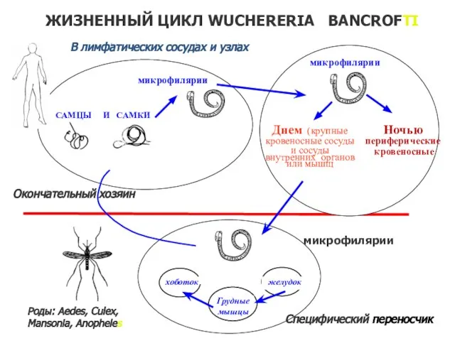 ЖИЗНЕННЫЙ ЦИКЛ WUCHERERIA BANCROFTI