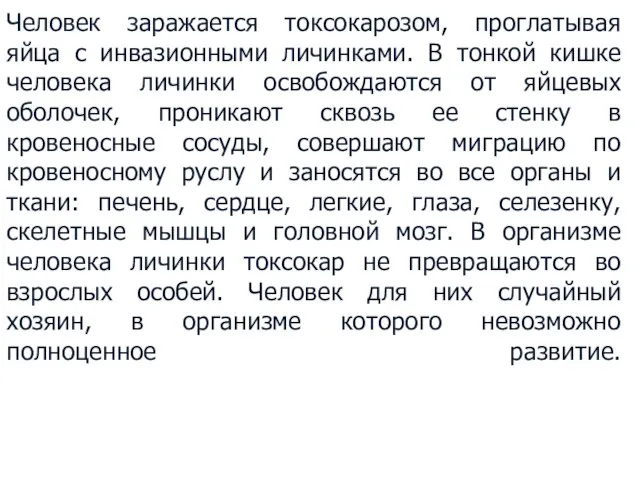 Человек заражается токсокарозом, проглатывая яйца с инвазионными личинками. В тонкой кишке