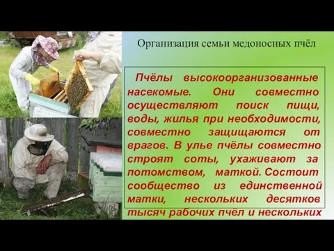 Организация семьи медоносных пчёл Пчёлы высокоорганизованные насекомые. Они совместно осуществляют поиск