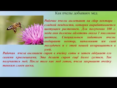 Как пчелы добывают мед Рабочие пчелы вылетают на сбор нектара –