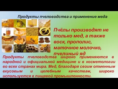 Продукты пчеловодства и применение меда Пчёлы производят не только мед, а