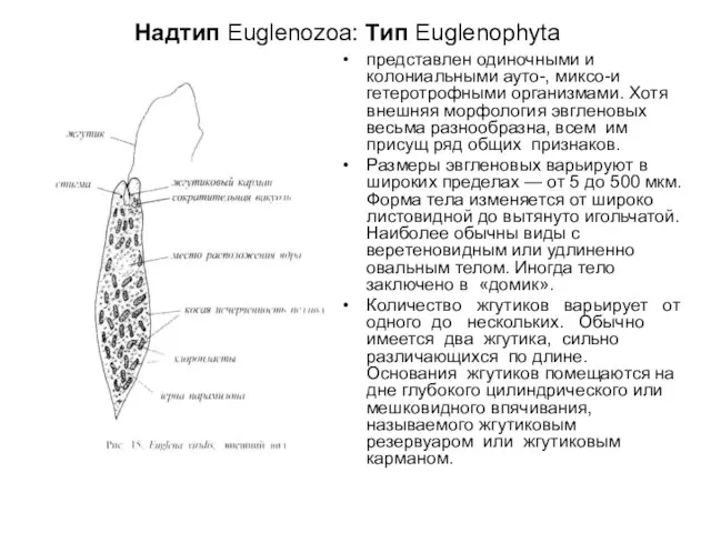 Надтип Euglenozoa: Tип Euglenophyta представлен одиночными и колониальными ауто-, миксо-и гетеротрофными