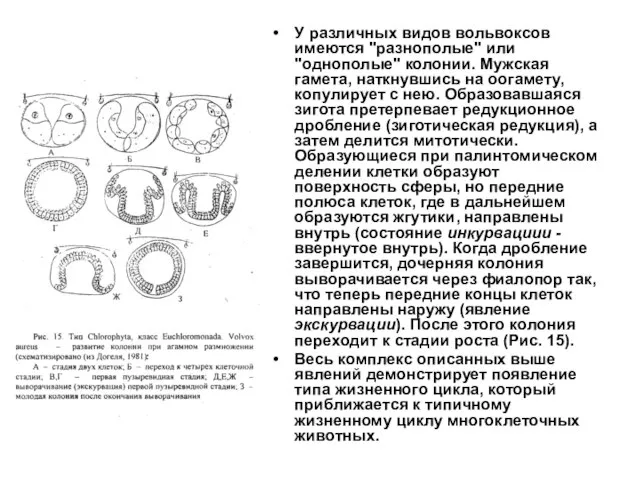 У различных видов вольвоксов имеются "разнополые" или "однополые" колонии. Мужская гамета,