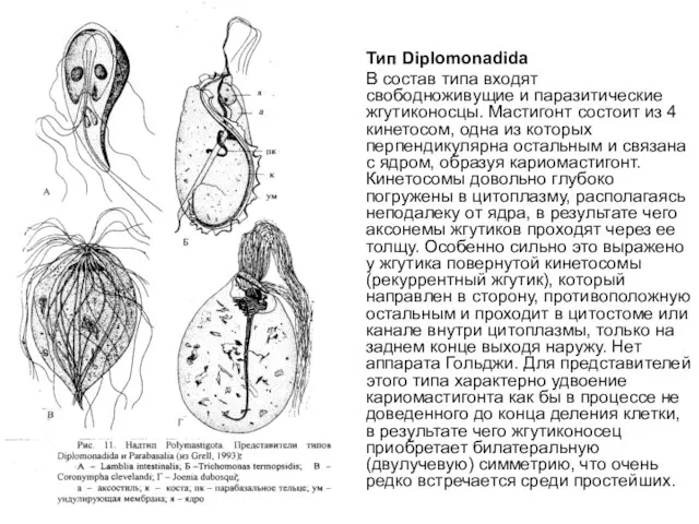 Тип Diplomonadida В состав типа входят свободноживущие и паразитические жгутиконосцы. Мастигонт