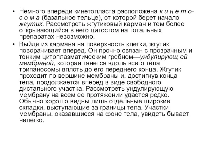 Немного впереди кинетопласта расположена к и н е т о- с