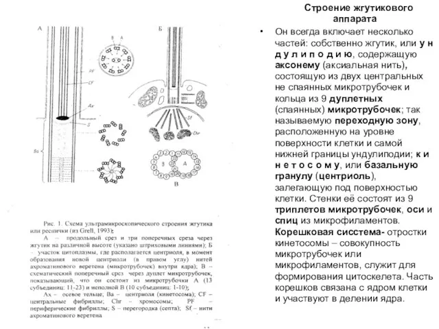 Строение жгутикового аппарата Он всегда включает несколько частей: собственно жгутик, или