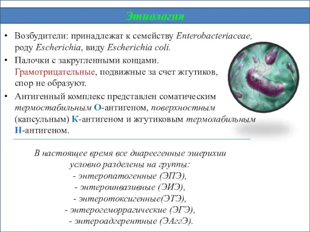 Возбудители: принадлежат к семейству Enterobacteriасеае, роду Escherichia, виду Escherichia coli. Палочки