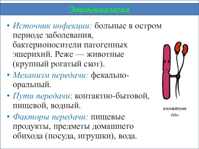 Источник инфекции: больные в остром периоде заболевания, бактерионосители патогенных эшерихий. Реже