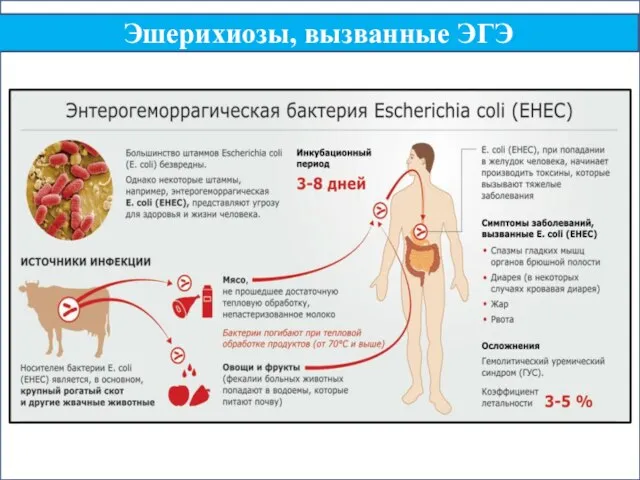 Эшерихиозы, вызванные ЭГЭ