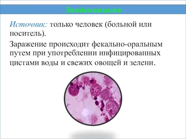 Источник: только человек (больной или носитель). Заражение происходит фекально-оральным путем при