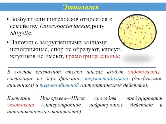 Возбудители шигеллёзов относятся к семейству Enterobacteriaceae,роду Shigella. Палочки с закругленными концами,