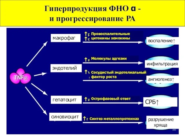 макрофаг эндотелий гепатоцит синовиоцит Провоспалительные цитокины хемокины Молекулы адгезии Сосудистый эндотелиальный