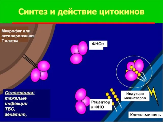 Синтез и действие цитокинов Макрофаг или активированная T-клетка ФНОα Рецептор к