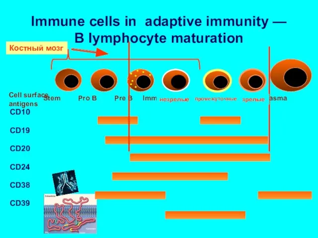 Immune cells in adaptive immunity — B lymphocyte maturation Костный мозг незрелые промежуточные зрелые