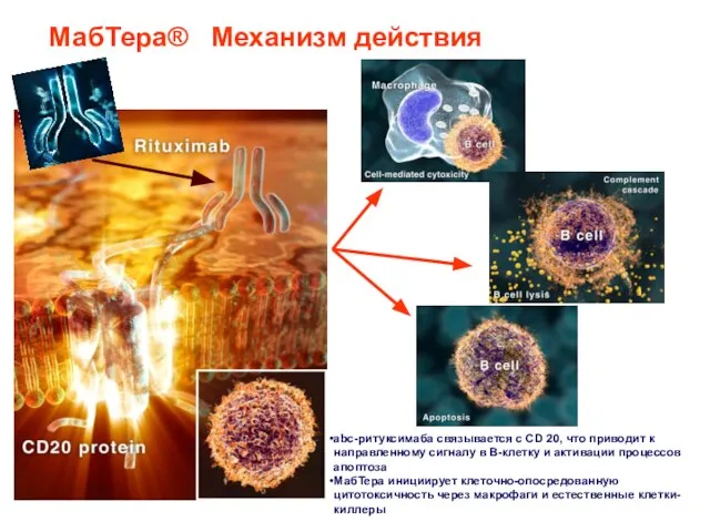 МабТера® Механизм действия abc-ритуксимаба связывается с CD 20, что приводит к