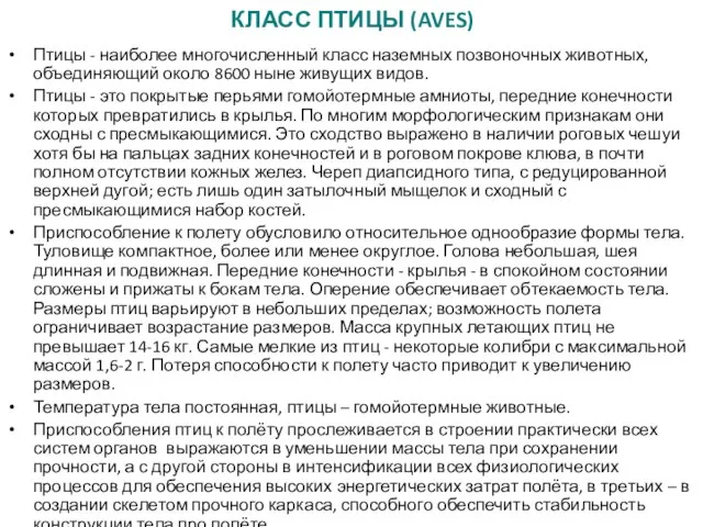 КЛАСС ПТИЦЫ (AVES) Птицы - наиболее многочисленный класс наземных позвоночных животных,