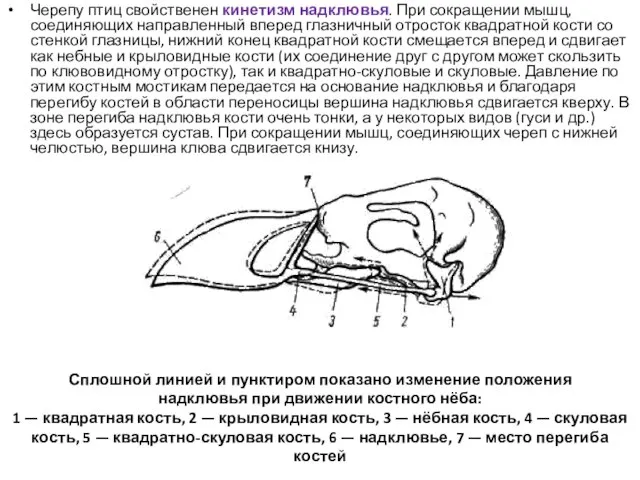 Черепу птиц свойственен кинетизм надклювья. При сокращении мышц, соединяющих направленный вперед