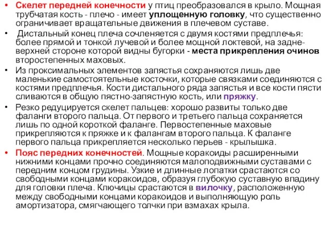 Скелет передней конечности у птиц преобразовался в крыло. Мощная трубчатая кость