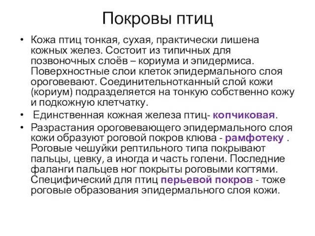 Покровы птиц Кожа птиц тонкая, сухая, практически лишена кожных желез. Состоит