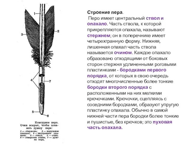 Строение пера. Перо имеет центральный ствол и опахало. Часть ствола, к