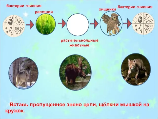 бактерии гниения бактерии гниения растения растительноядные животные хищники Вставь пропущенное звено цепи, щёлкни мышкой на кружок.