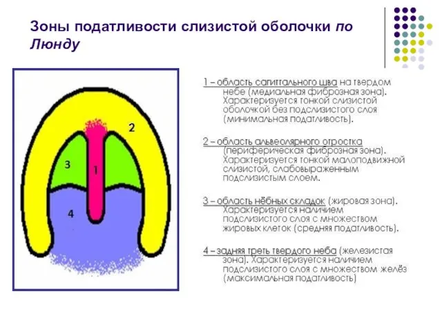 Зоны податливости слизистой оболочки по Люнду