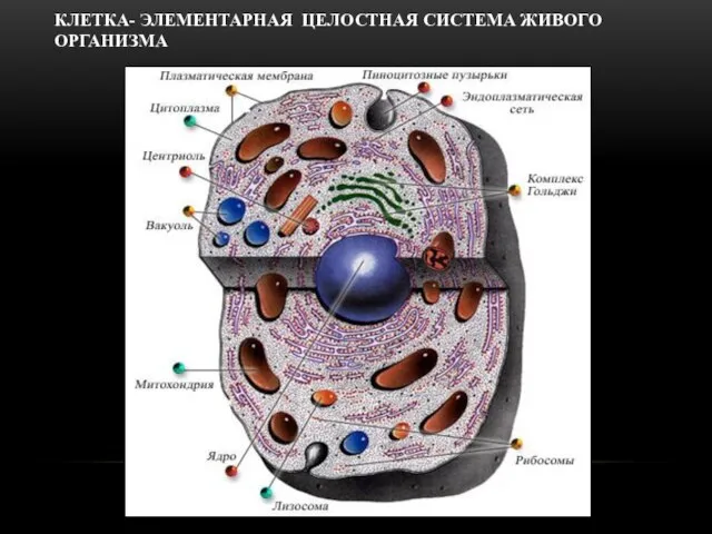 КЛЕТКА- ЭЛЕМЕНТАРНАЯ ЦЕЛОСТНАЯ СИСТЕМА ЖИВОГО ОРГАНИЗМА