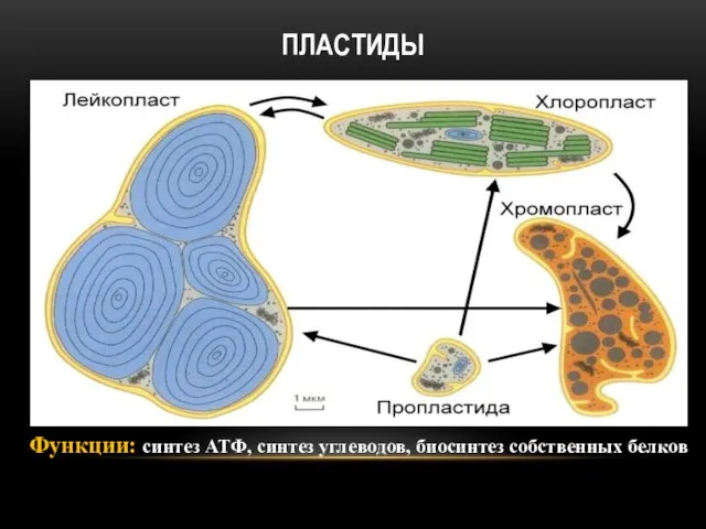 ПЛАСТИДЫ Функции: синтез АТФ, синтез углеводов, биосинтез собственных белков