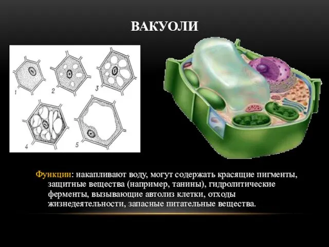 ВАКУОЛИ Функции: накапливают воду, могут содержать красящие пигменты, защитные вещества (например,