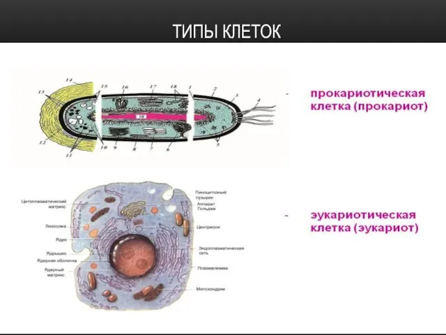 ТИПЫ КЛЕТОК