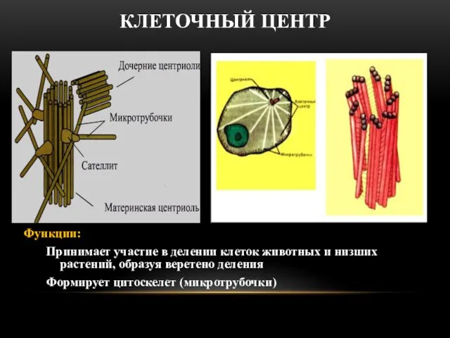 КЛЕТОЧНЫЙ ЦЕНТР Функции: Принимает участие в делении клеток животных и низших