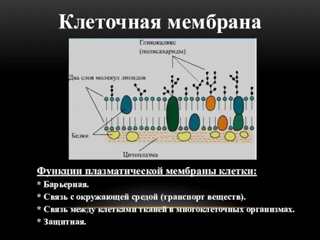 Функции плазматической мембраны клетки: * Барьерная. * Связь с окружающей средой