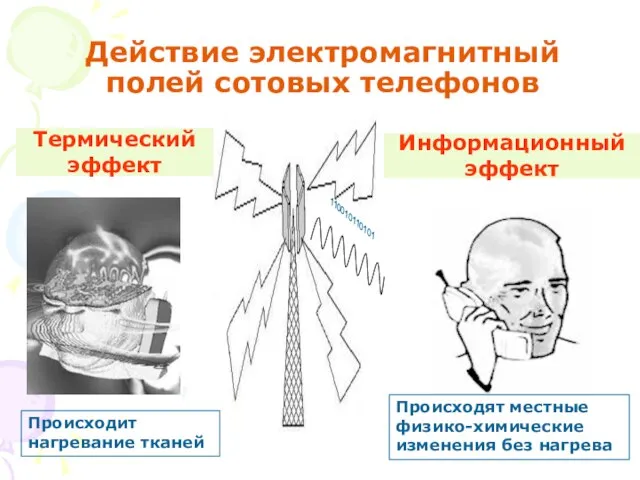 Действие электромагнитный полей сотовых телефонов Термический эффект Информационный эффект Происходит нагревание