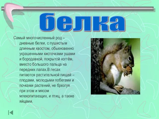 Самый многочисленный род – дневные белки, с пушистым длинным хвостом, обыкновенно