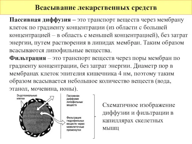 Всасывание лекарственных средств Пассивная диффузия – это транспорт веществ через мембрану