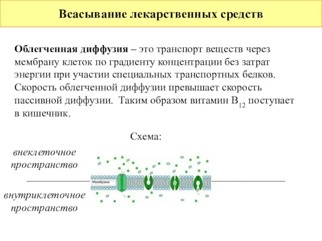 Всасывание лекарственных средств Облегченная диффузия – это транспорт веществ через мембрану