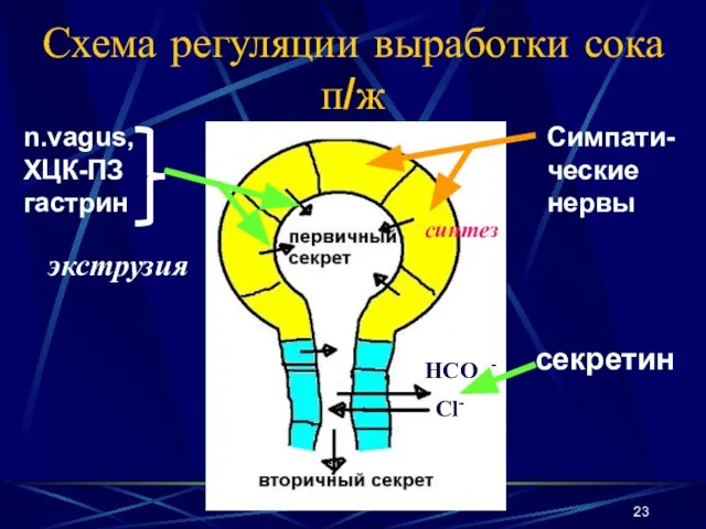 Схема регуляции выработки сока п/ж HCO3 - Cl- n.vagus, ХЦК-ПЗ гастрин