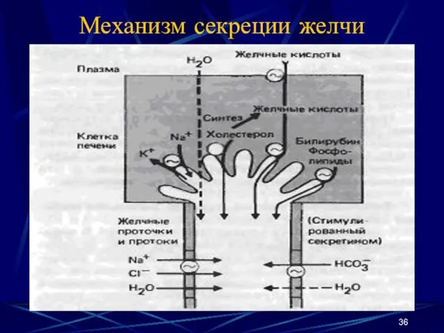 Механизм секреции желчи