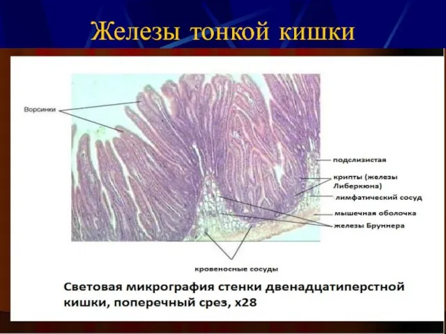 Железы тонкой кишки