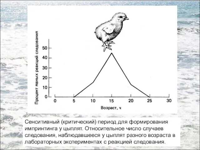 Сенситивный (критический) период для формирования импринтинга у цыплят. Относительное число случаев